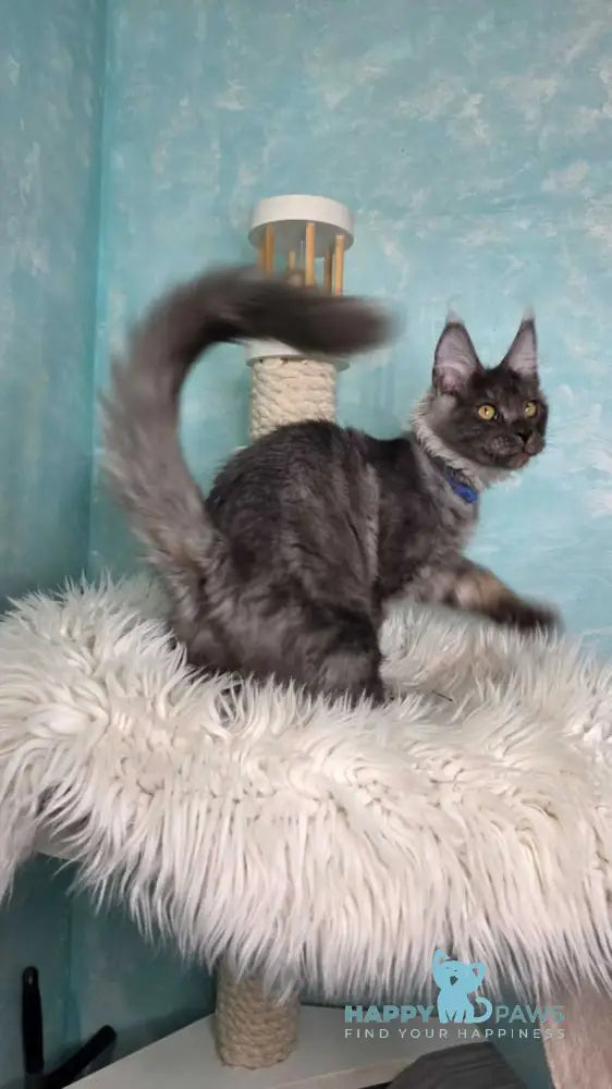 River Maine Coon male black silver live animals