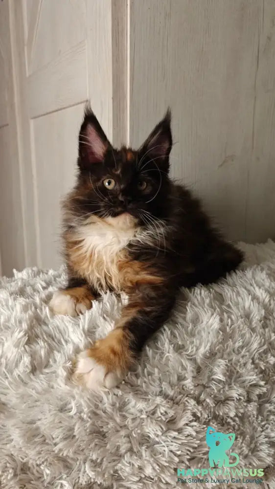 Rivera Maine Coon female black tortie bicolour live animals