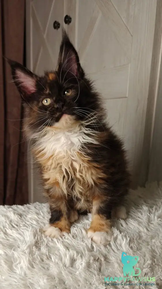 Rivera Maine Coon female black tortie bicolour live animals