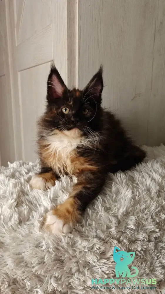 Rivera Maine Coon female black tortie bicolour live animals