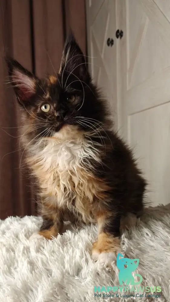 Rivera Maine Coon female black tortie bicolour live animals
