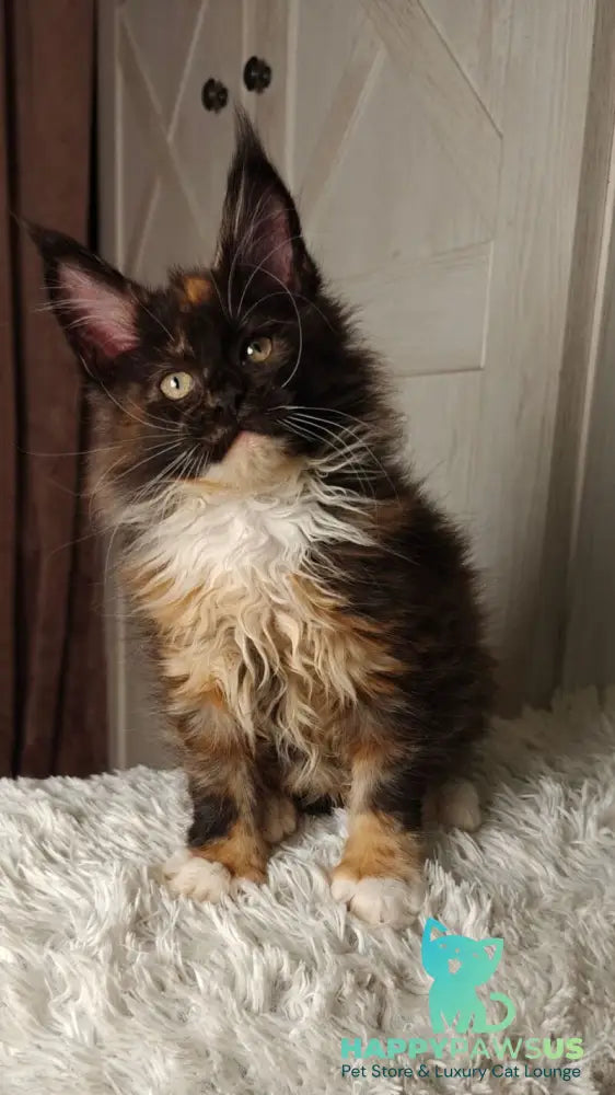 Rivera Maine Coon female black tortie bicolour live animals