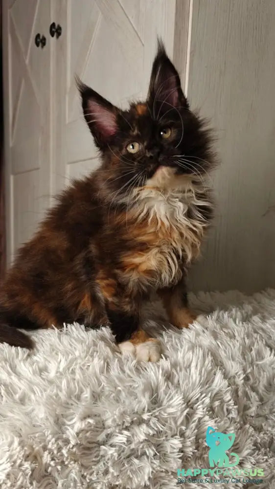 Rivera Maine Coon female black tortie bicolour live animals