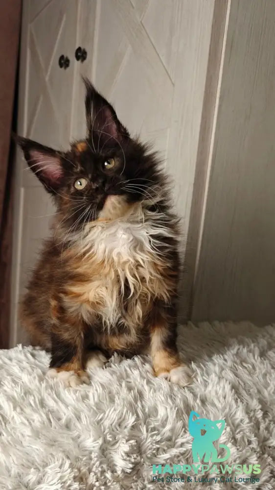 Rivera Maine Coon female black tortie bicolour live animals