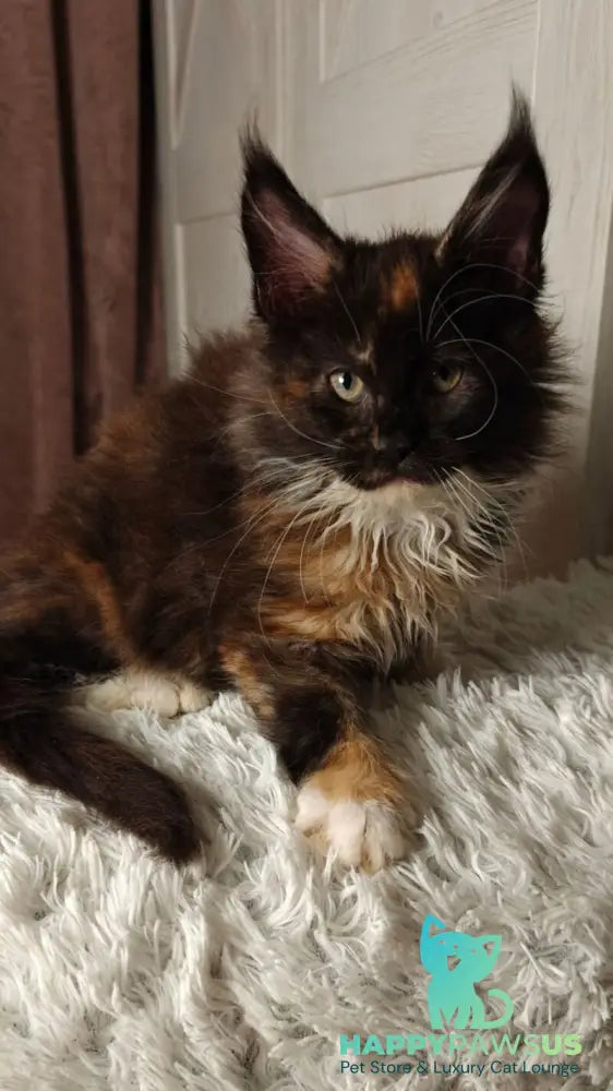Rivera Maine Coon female black tortie bicolour live animals