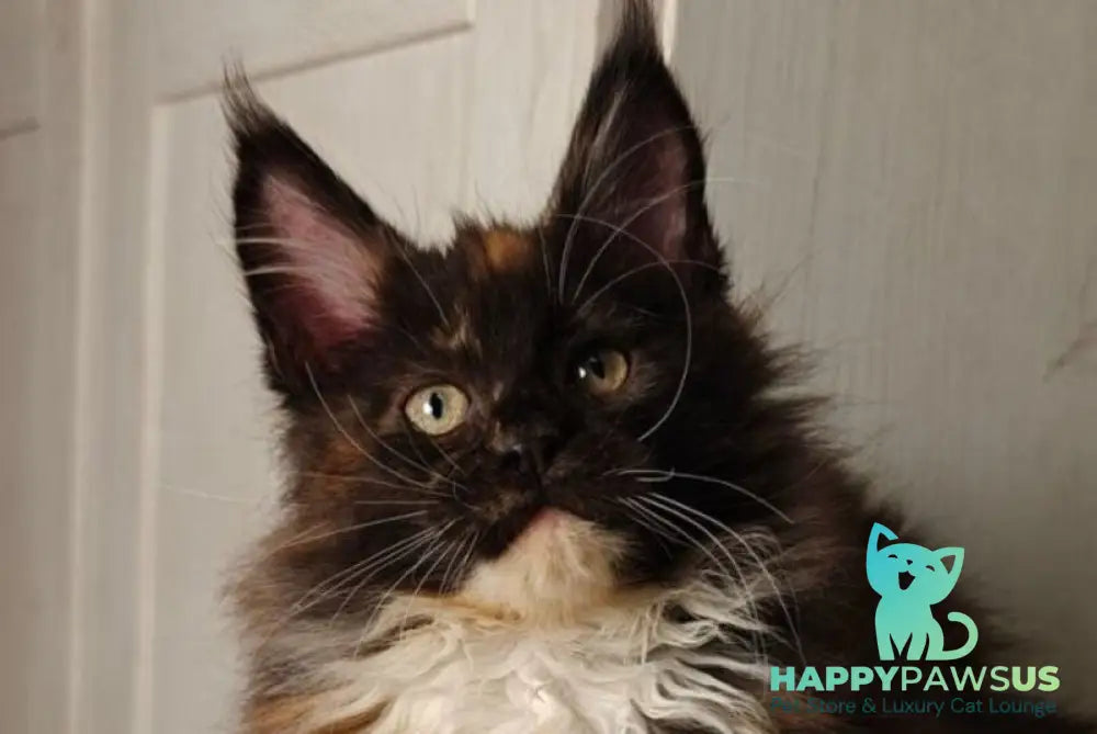 Rivera Maine Coon female black tortie bicolour live animals
