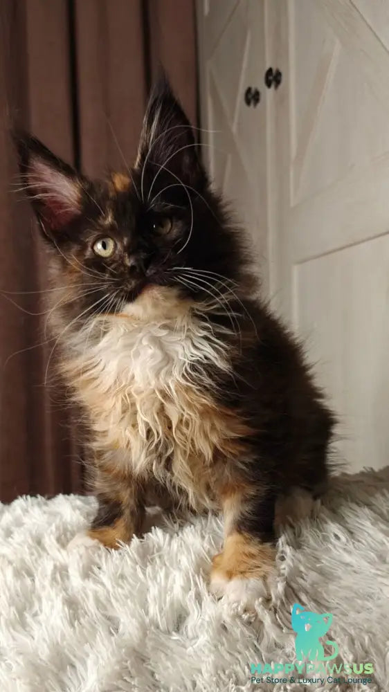 Rivera Maine Coon female black tortie bicolour live animals