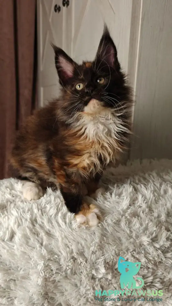 Rivera Maine Coon female black tortie bicolour live animals