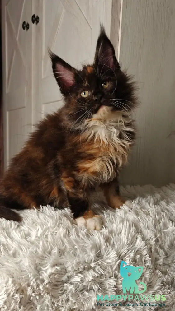 Rivera Maine Coon female black tortie bicolour live animals