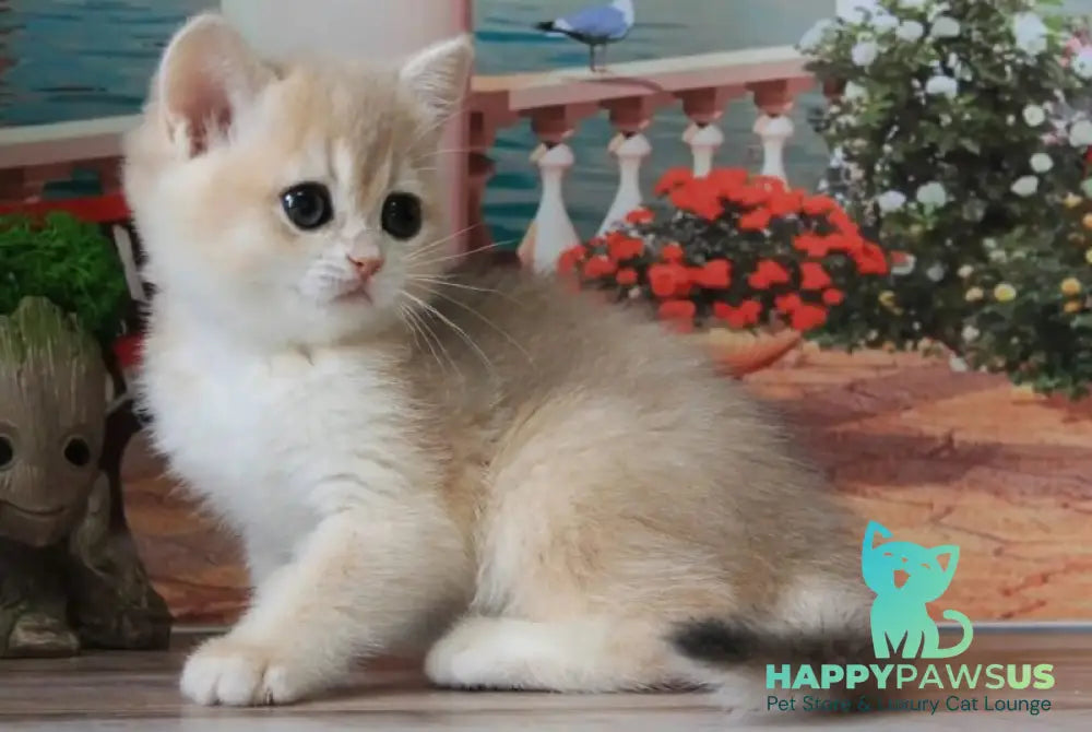 Riviera British Shorthair female blue golden chinchilla - live animals