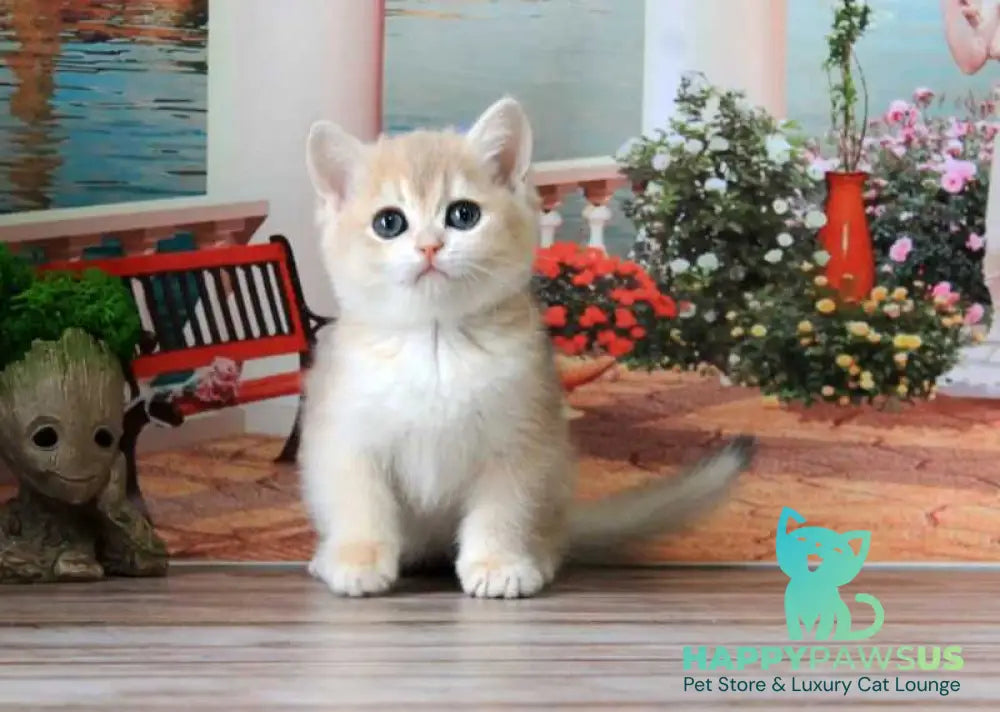 Riviera British Shorthair female blue golden chinchilla - live animals