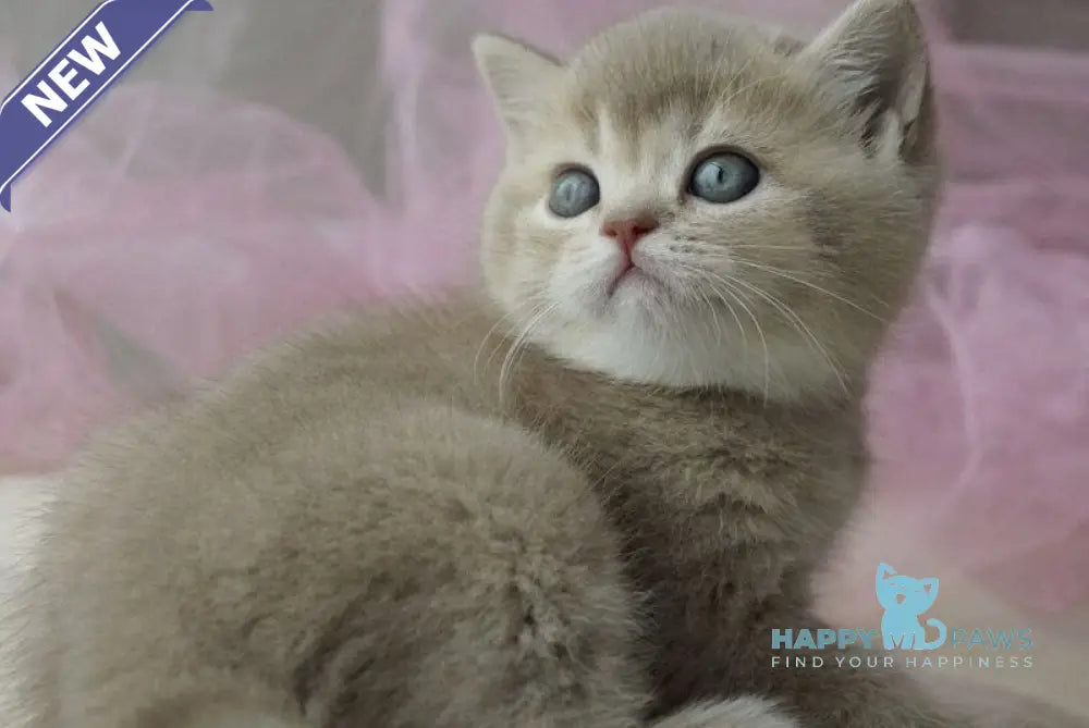 Rivka British Shorthair female lilac ticked tabby live animals