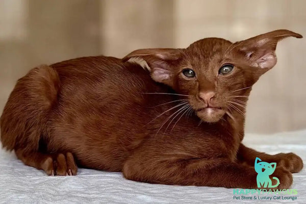 Rivz Oriental Shorthair male cinnamon - live animals