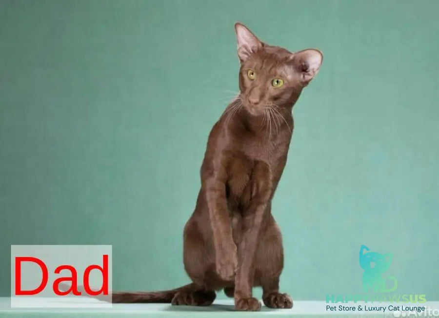 Rivz Oriental Shorthair male cinnamon - live animals