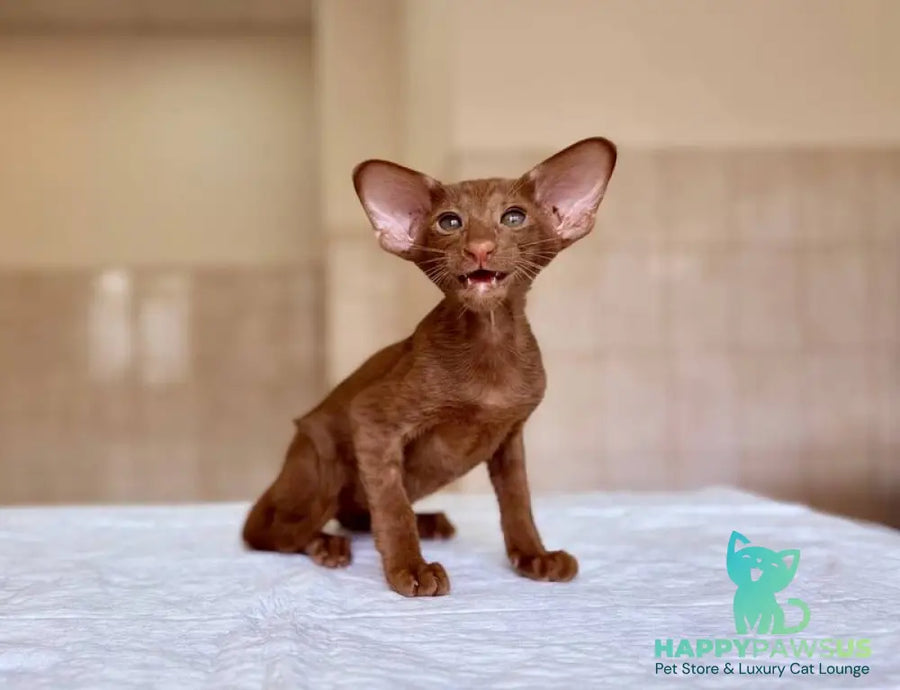 Rivz Oriental Shorthair male cinnamon - live animals