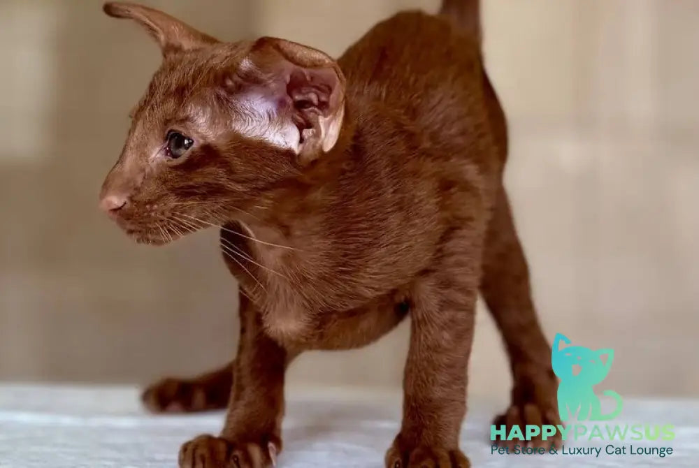 Rivz Oriental Shorthair male cinnamon - live animals