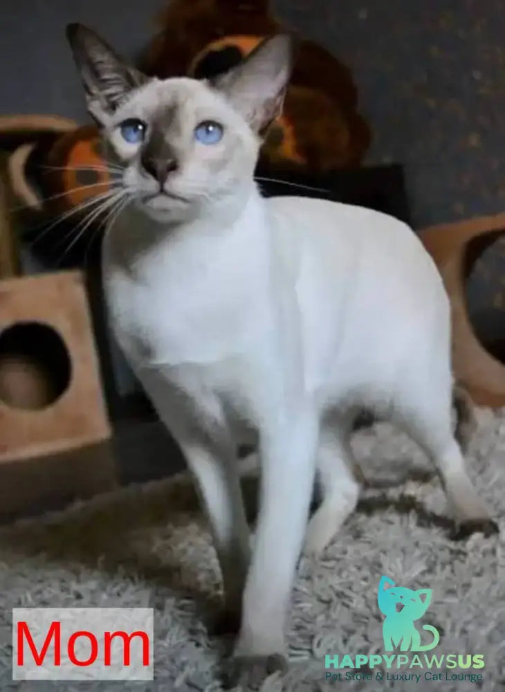Rivz Oriental Shorthair male cinnamon - live animals