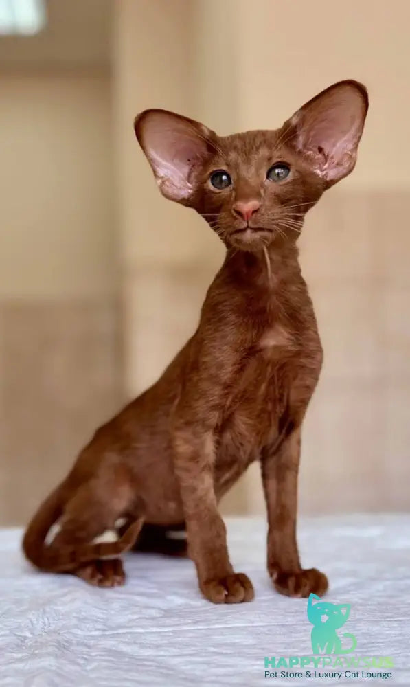 Rivz Oriental Shorthair male cinnamon - live animals