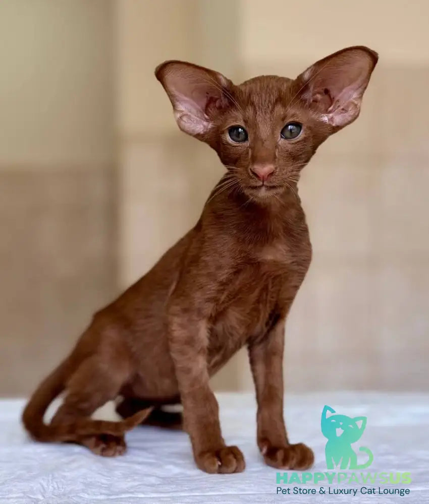 Rivz Oriental Shorthair male cinnamon - live animals
