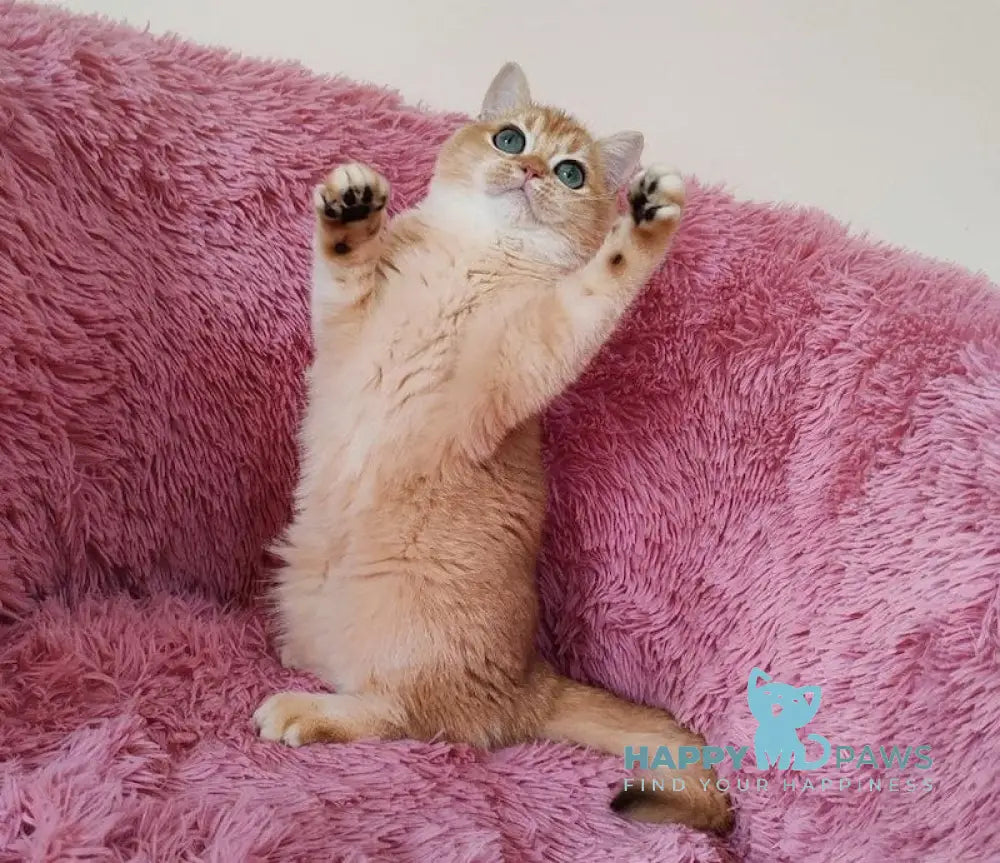 Rob British Shorthair male black golden chinchilla live animals