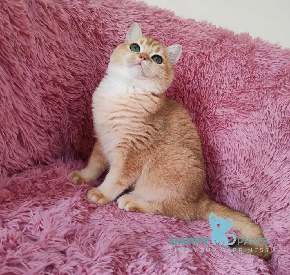 Rob British Shorthair male black golden chinchilla live animals