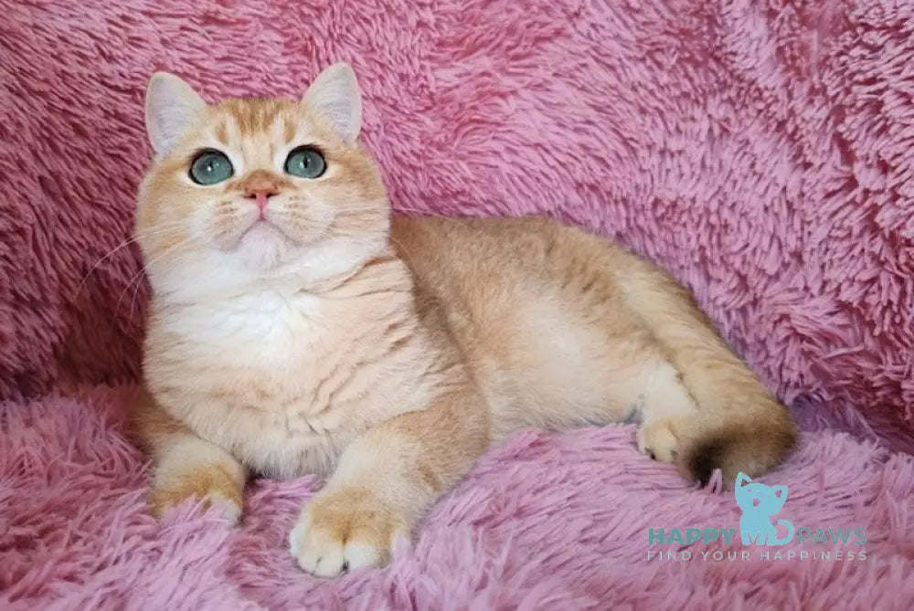 Rob British Shorthair male black golden chinchilla live animals