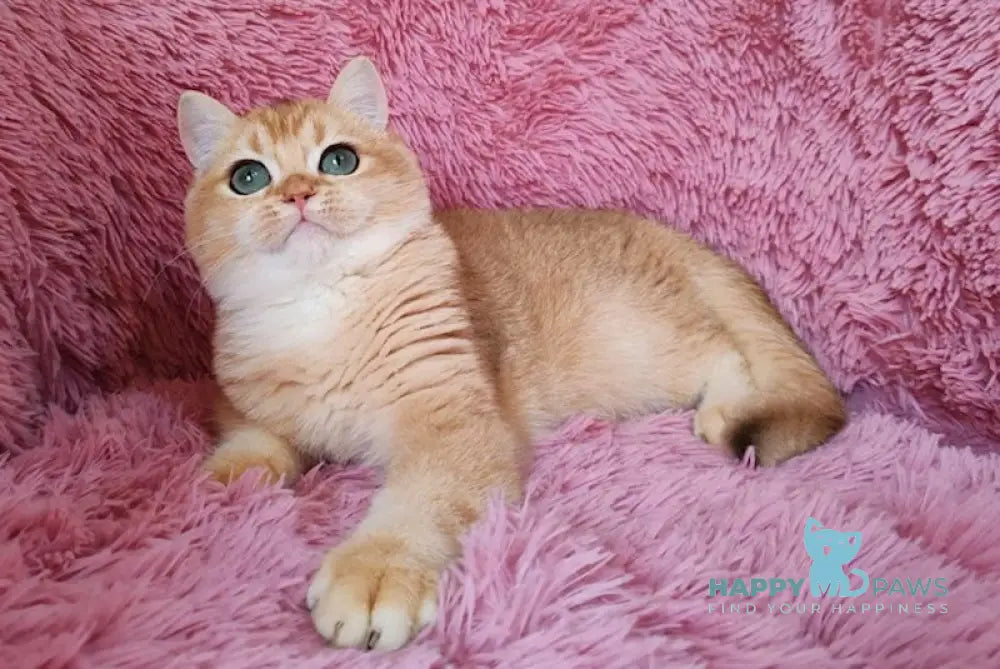 Rob British Shorthair male black golden chinchilla live animals