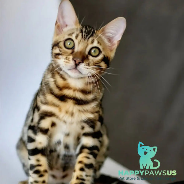 Robby Bengal male black spotted tabby - live animals