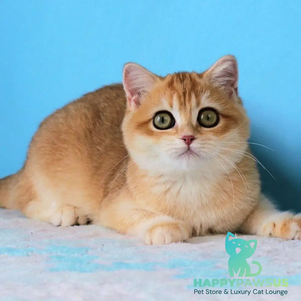 Robert British Shorthair male black golden shaded - live animals