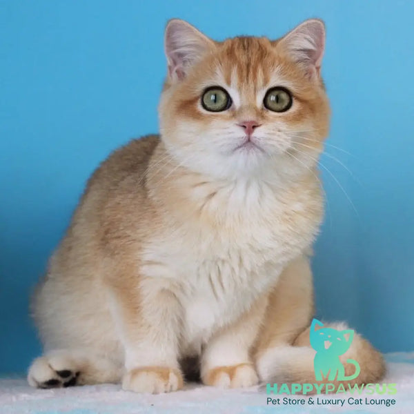 Robert British Shorthair male black golden shaded - live animals