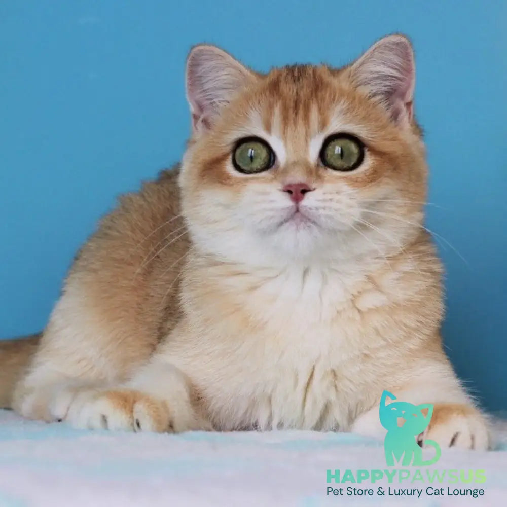 Robert British Shorthair male black golden shaded - live animals