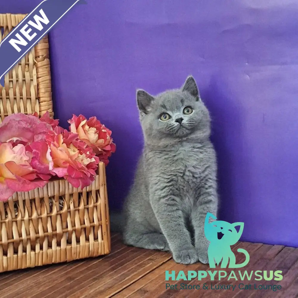 Robert British Shorthair male blue - live animals