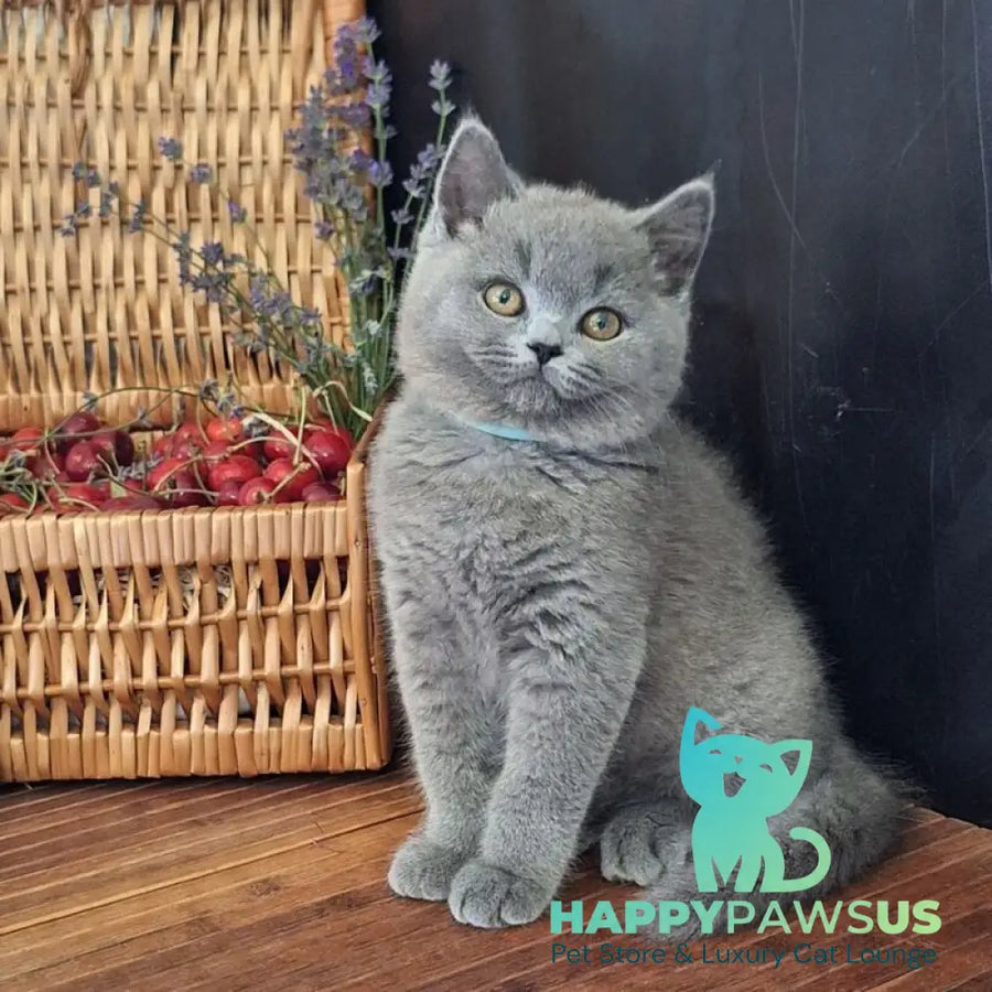 Robert British Shorthair male blue - live animals