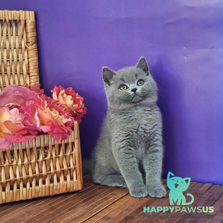 Robert British Shorthair male blue - live animals