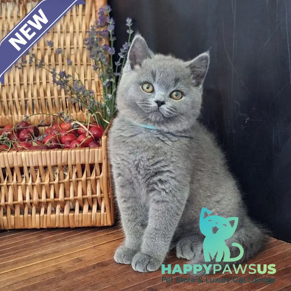 Robert British Shorthair male blue - live animals