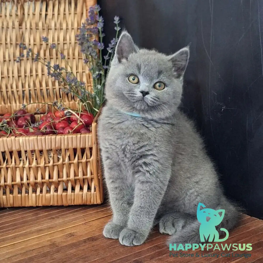Robert British Shorthair male blue - live animals