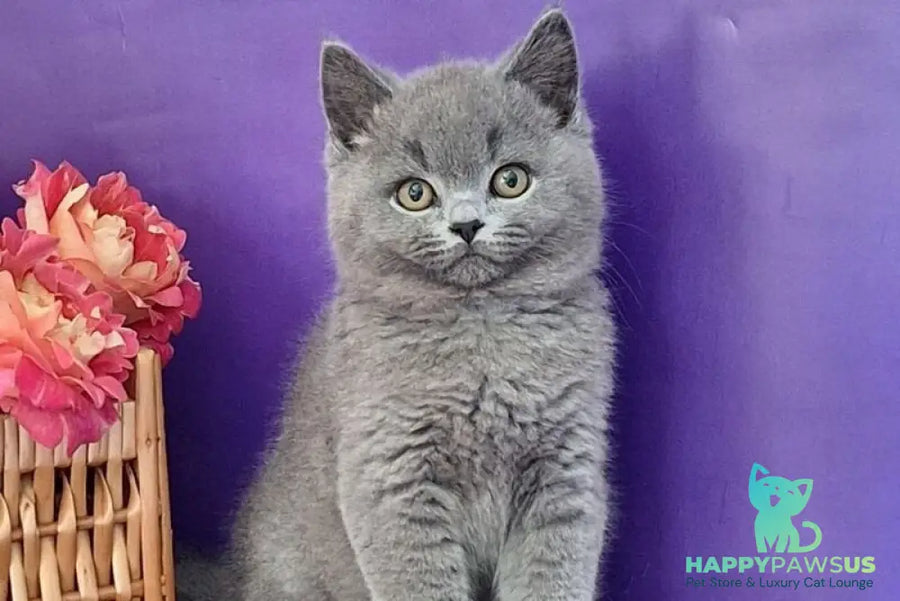 Robert British Shorthair male blue - live animals