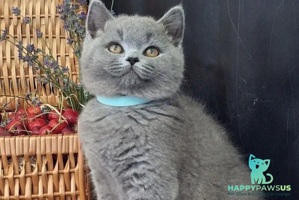 Robert British Shorthair male blue - live animals