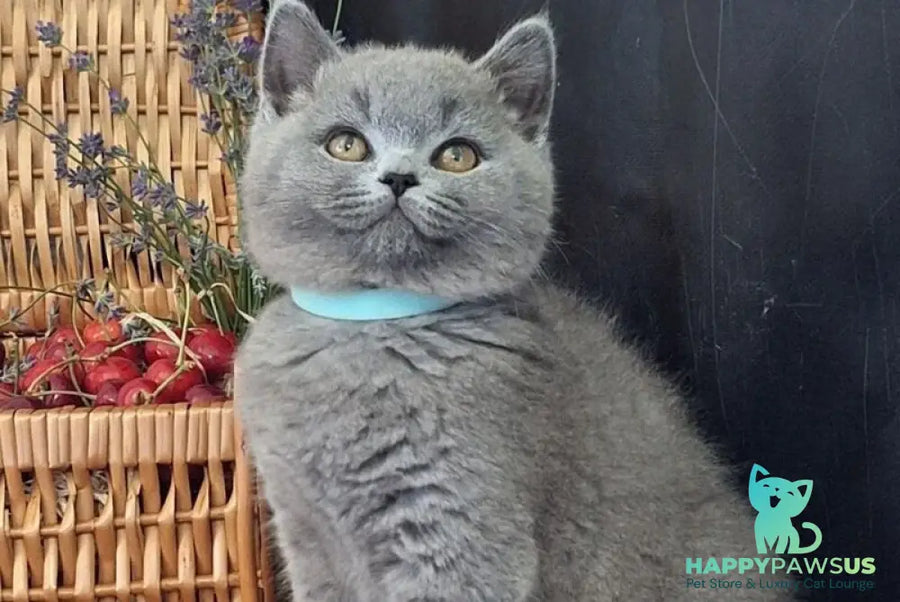 Robert British Shorthair male blue - live animals