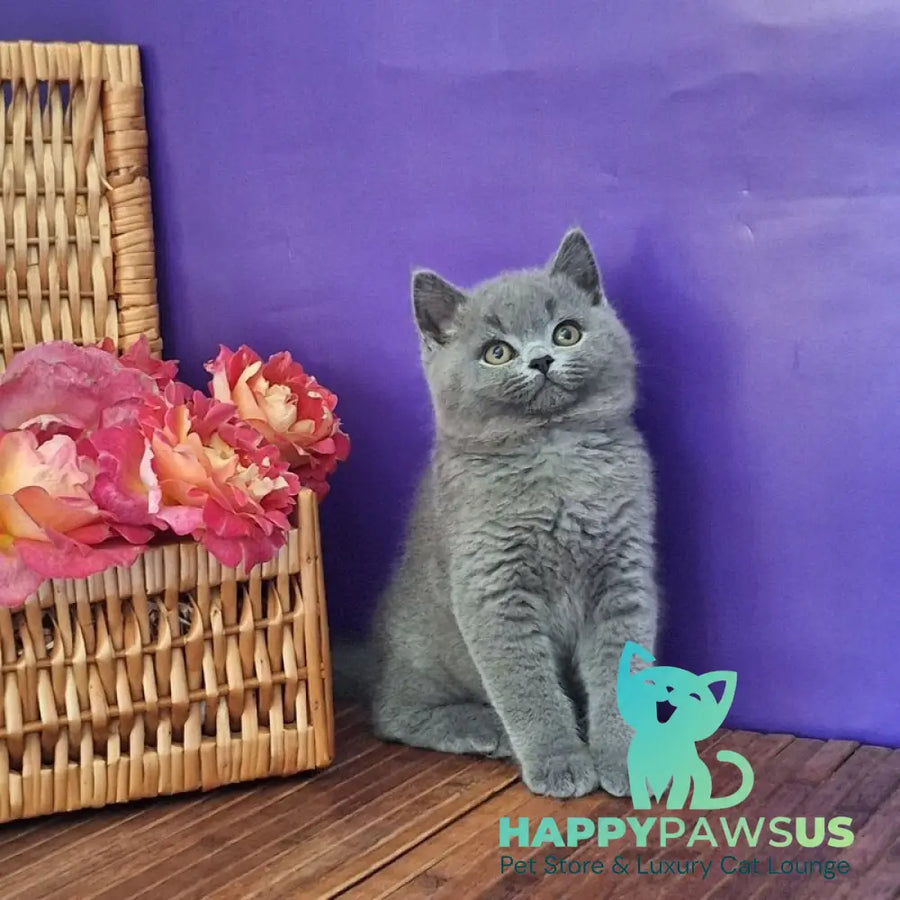 Robert British Shorthair male blue - live animals