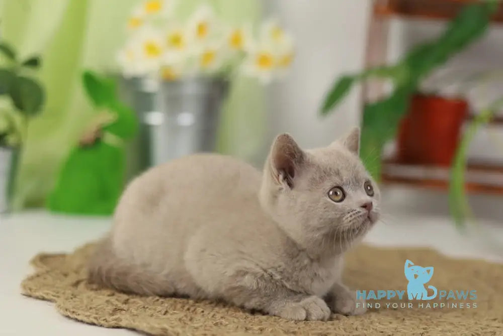 Robert British Shorthair male lilac live animals