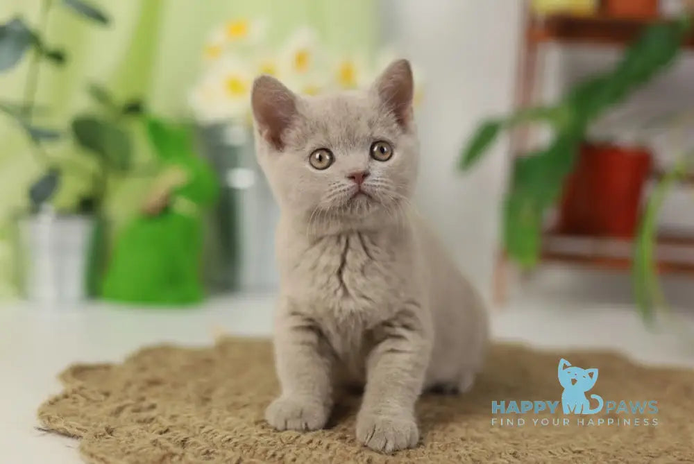 Robert British Shorthair male lilac live animals