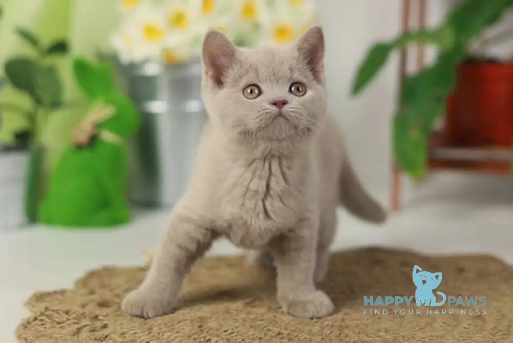 Robert British Shorthair male lilac live animals
