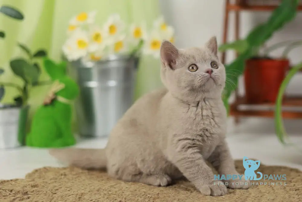 Robert British Shorthair male lilac live animals