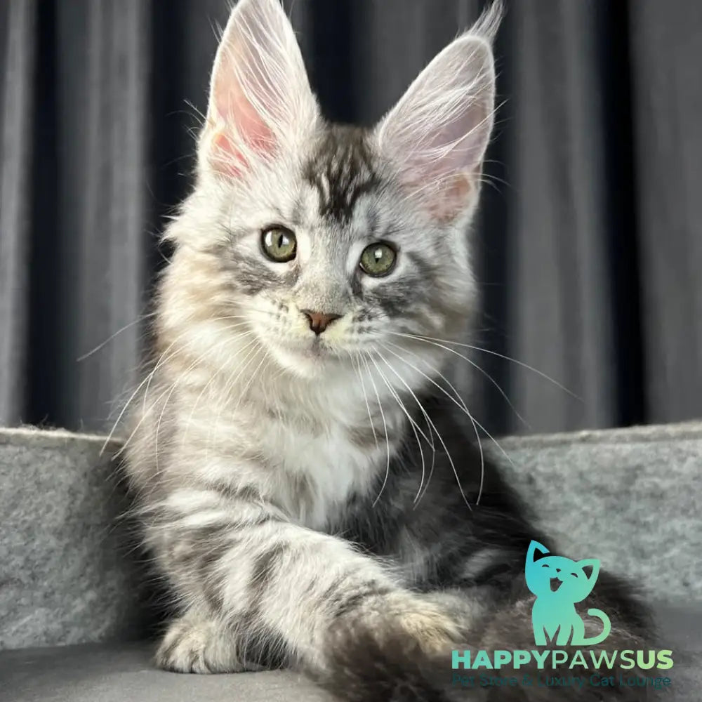 Roberta Maine Coon female black silver tabby - live animals