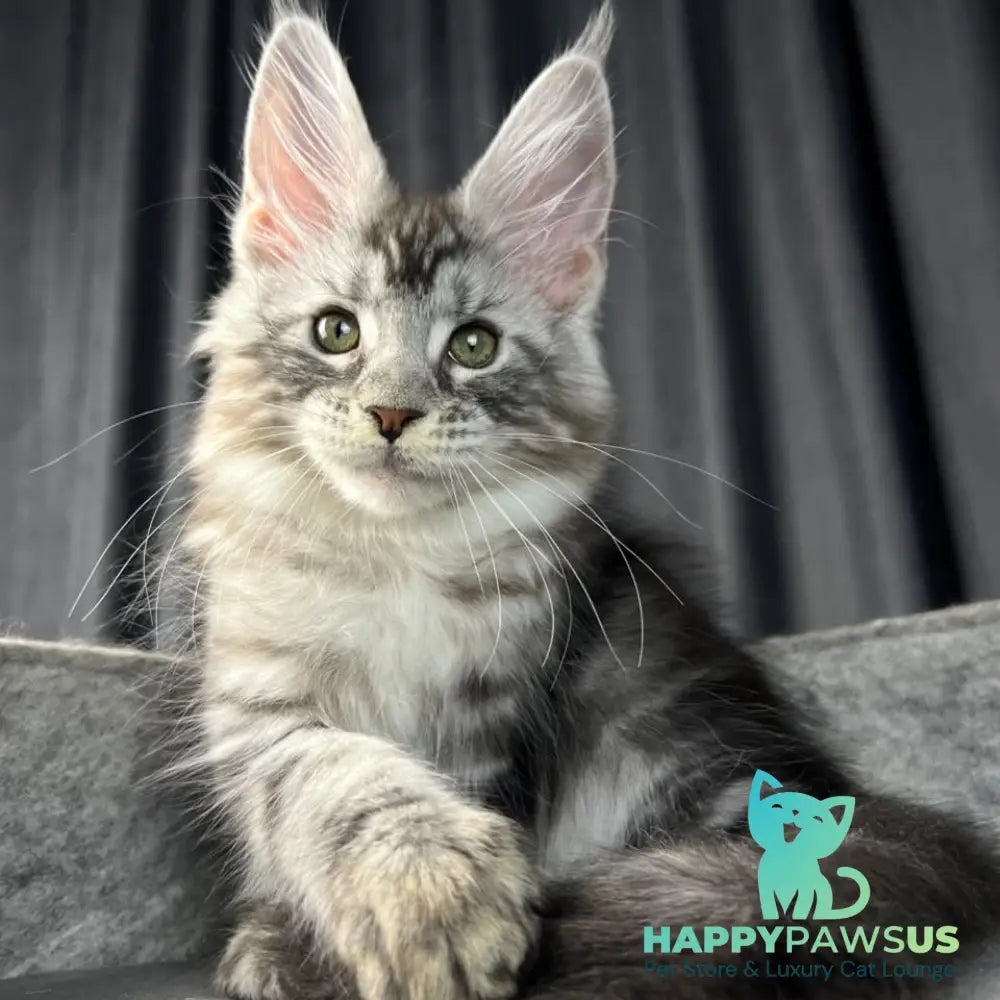 Roberta Maine Coon female black silver tabby - live animals