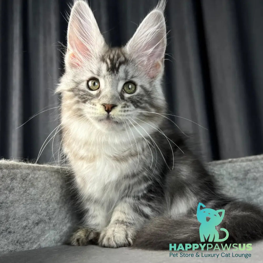 Roberta Maine Coon female black silver tabby - live animals