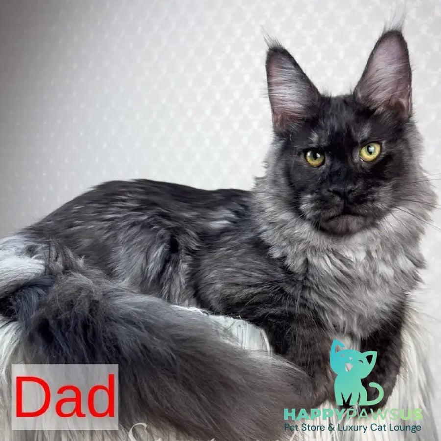 Roberta Maine Coon female black silver tabby - live animals