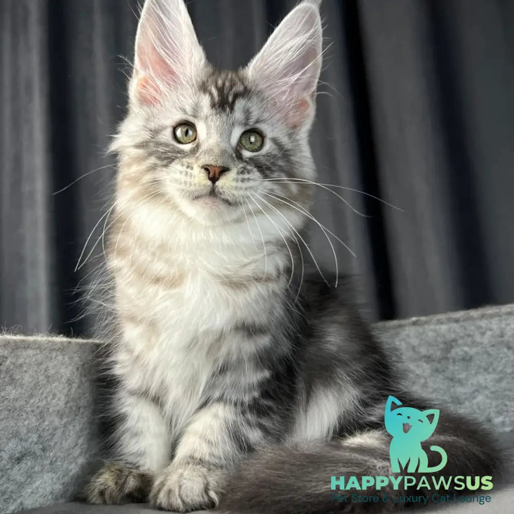 Roberta Maine Coon female black silver tabby - live animals