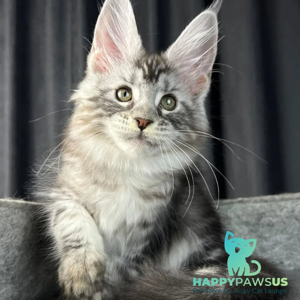 Roberta Maine Coon female black silver tabby - live animals